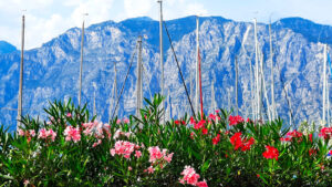 oleandri fioriti in primo piano, gli alberi delle barche a vela e le montagne sullo sfondo